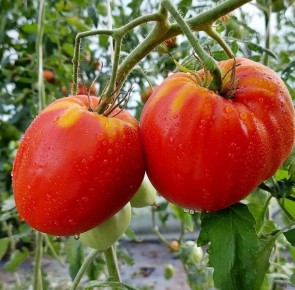 ����� ������� ������ �����: ��� ��������� ���������� ����� ��� ������ ����