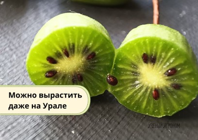 ���� � ������ ����� ��� ��������� �������: ��� ������ ������ ��� ������