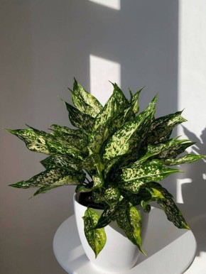 Углубленный взгляд на аглаонему: как сохранить яркость и здоровье листвы