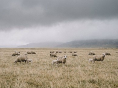 ������ �� ��� ������ 366 ���� � ���� ���������� ���������� ����