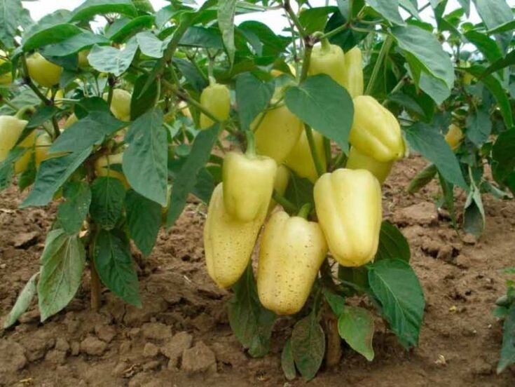 Лучшие сорта перца для посадки в конце января: подготовьтесь к щедрому урожаю