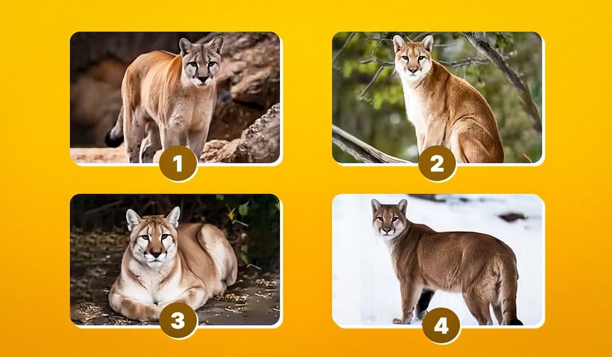 Как выбрать правильную картинку: интересный тест на личность