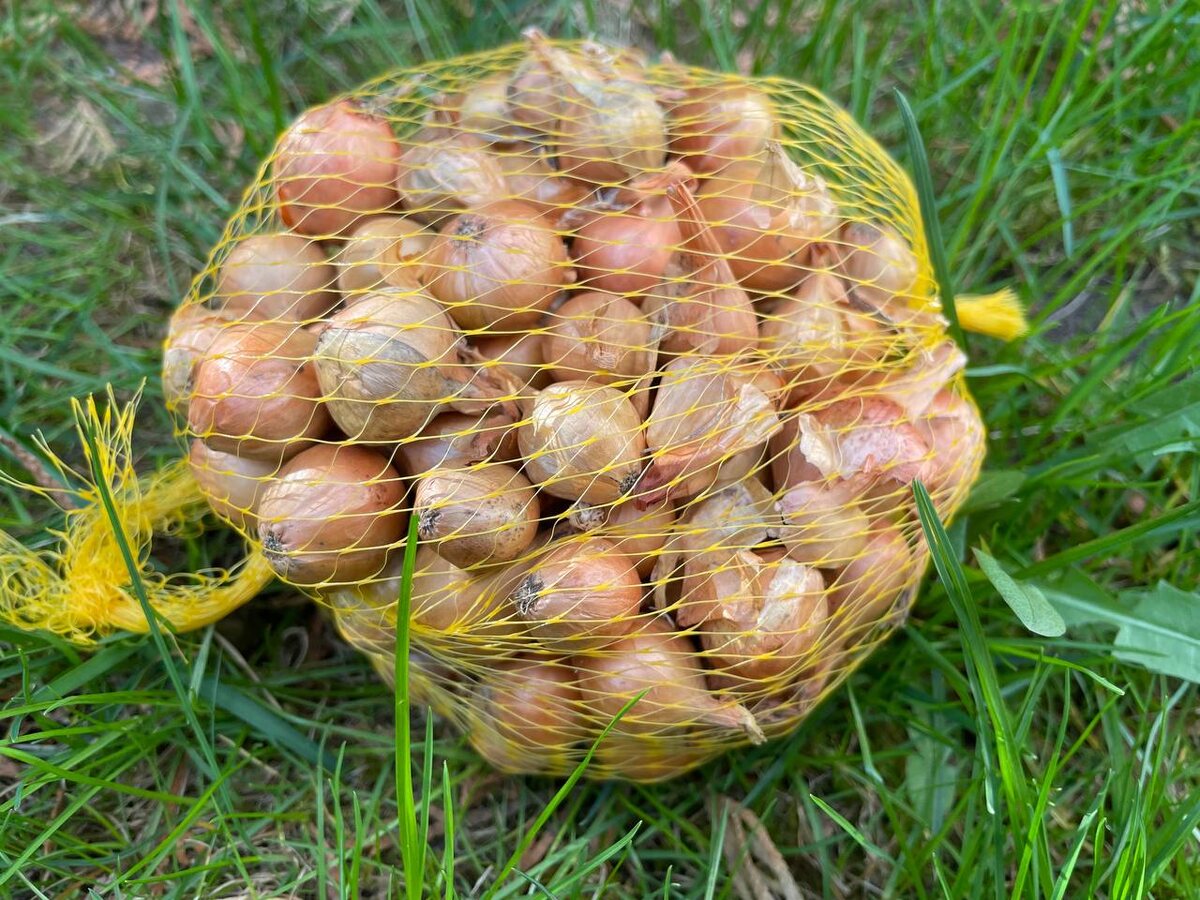 Эффективные методы обеззараживания лука-севка для успешного урожая