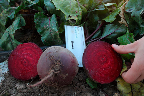 Свёкла Бона: секреты успешного выращивания и разнообразие сортов