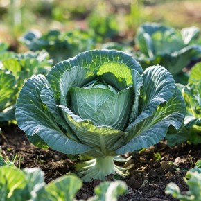 ��� ��������� ��������� ������� �������: ������� �������� ������� � �����