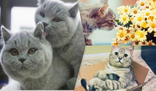 10 пород кошек, с которыми скучать не придется