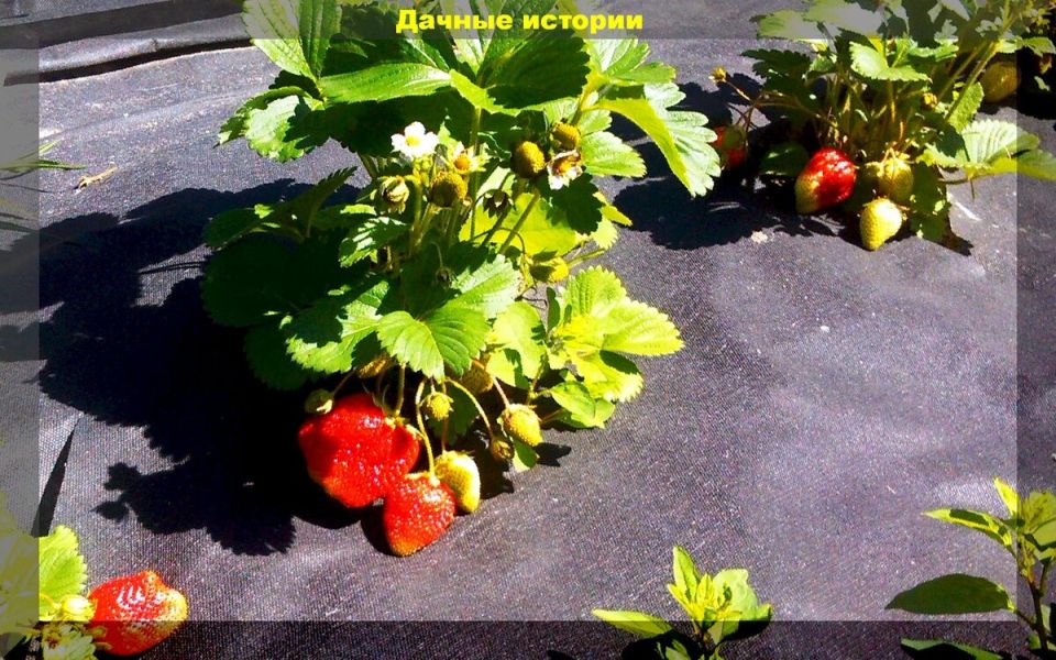 ��� ��������� ������������� �������� ������: ������ � ������� ���������