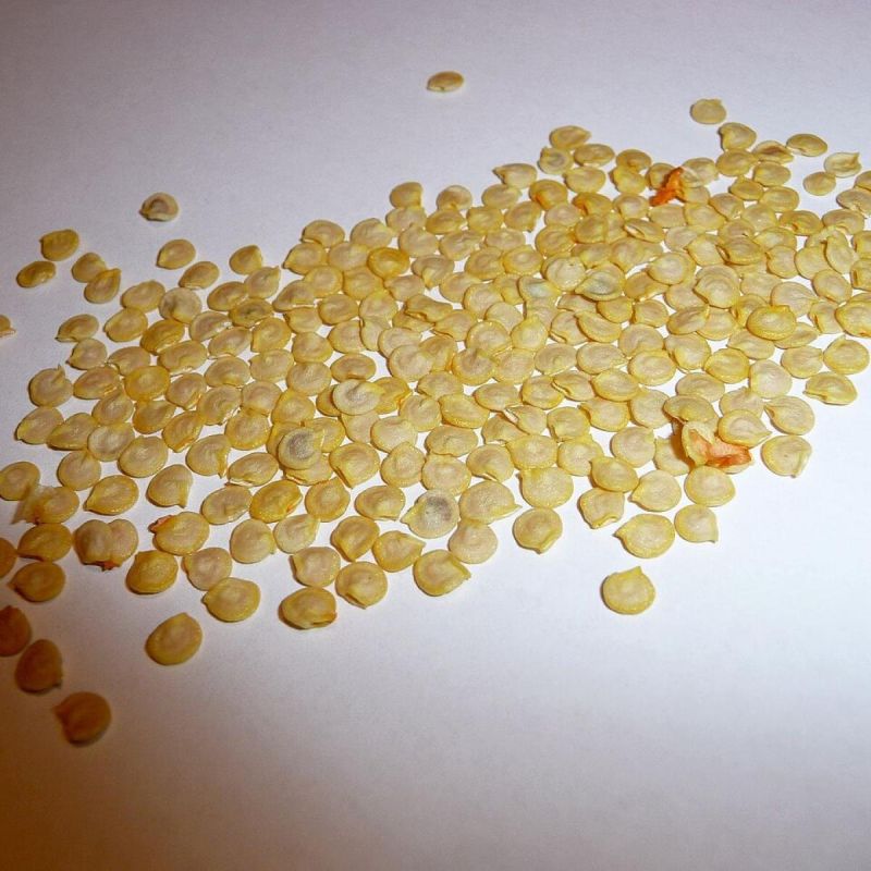 Секреты успешного прорастания семян для идеальной рассады