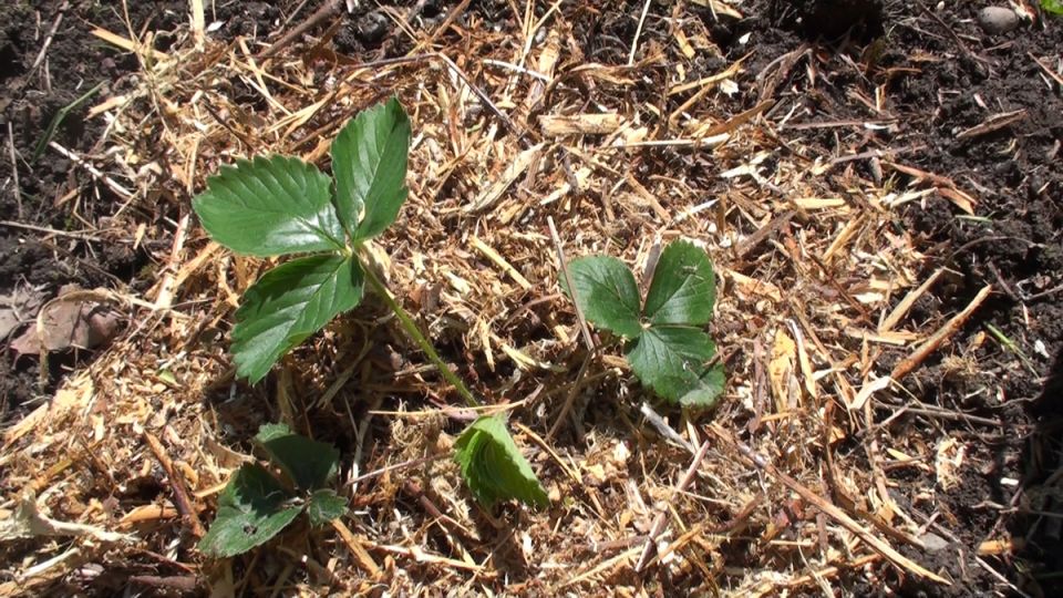 ������� �������� ��������� ��������: ��� �������� ������� ����� �� �������� � ����������