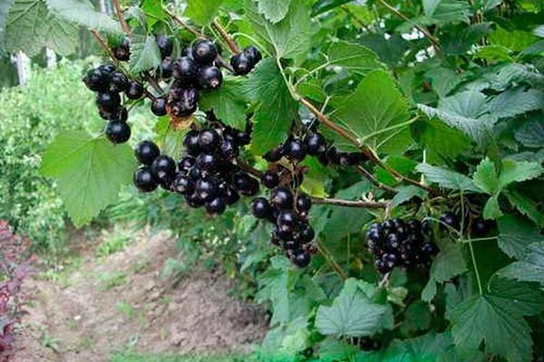 ��� ��������� ��������� �����������: ������ �����������