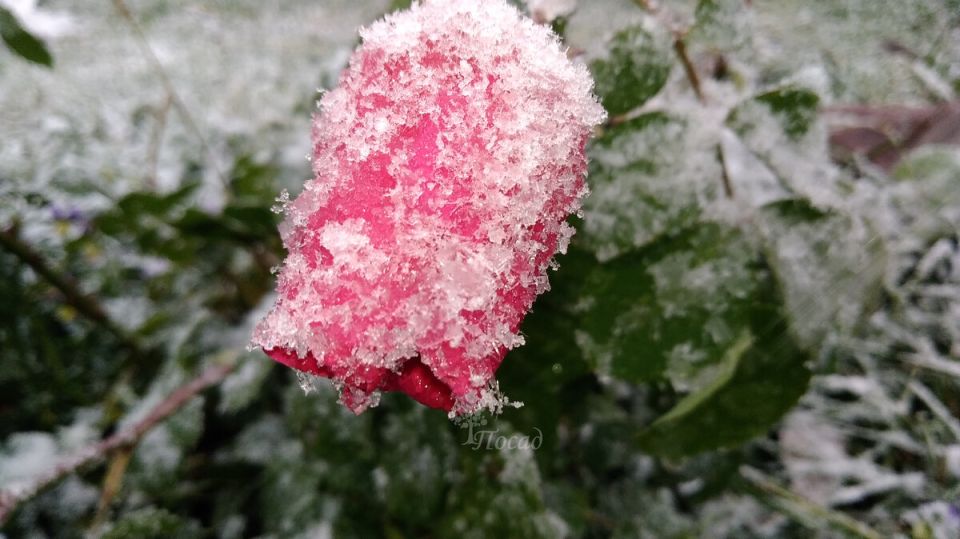 Как распознать сроки заморозков: три надежные приметы