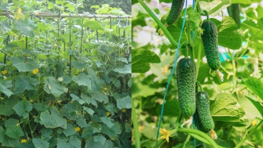 ��� ��������� ��������� ������� ������ �������: ������� ������