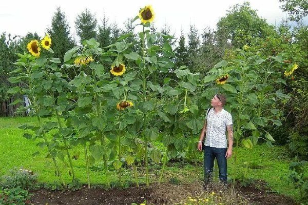 �������������-�������: ����������� � ������� �������