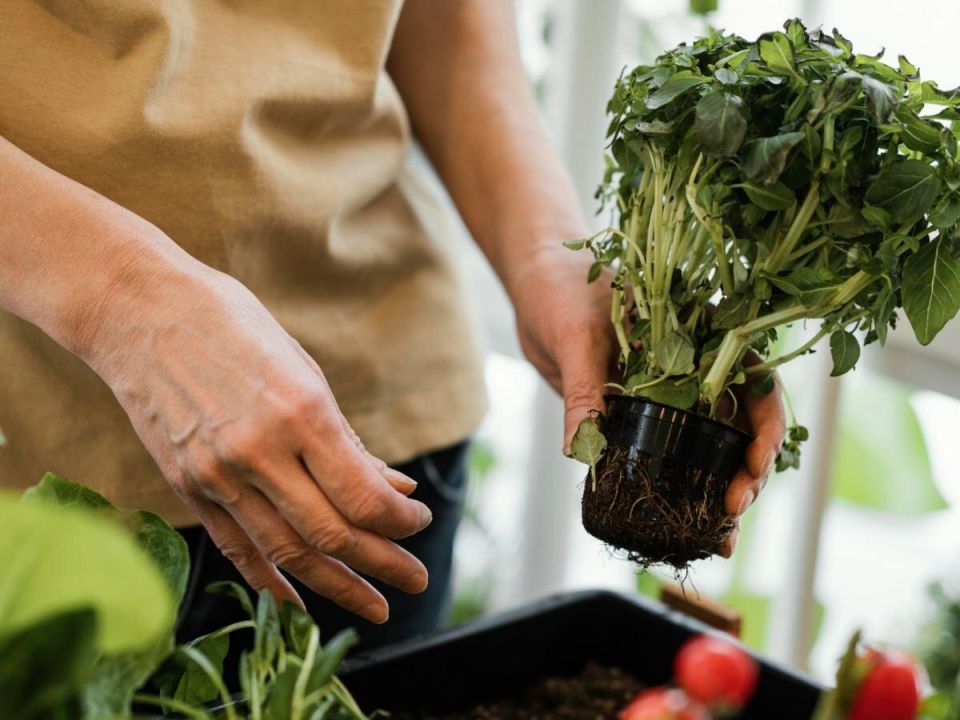 Февраль: время для рассады, которая удивит урожаем