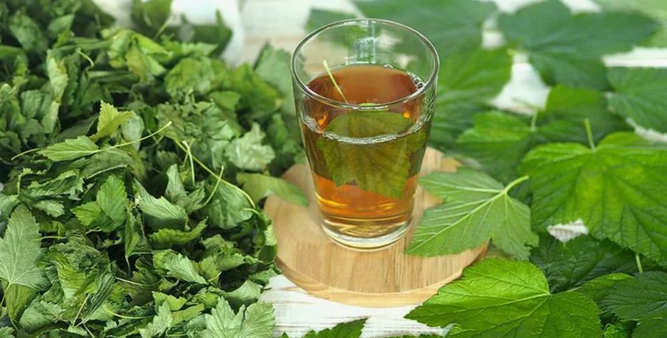 Как из листьев смородины создать чудесный чай за пять шагов