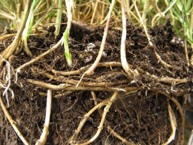 ������� ������: ��� ����� �������� sabot����� ��� ������