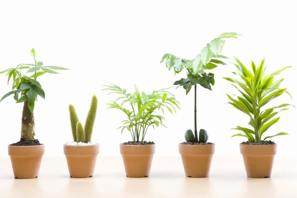 ��� ��������� �� �������� ���������: ������� ��������� ���������