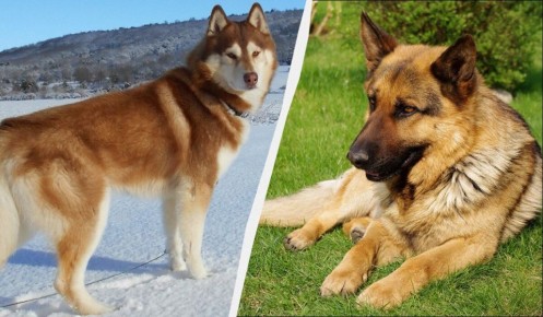 ���������� ������: ����� ������ ����������� ��������