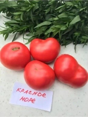 Томат красное море: надежный выбор для сада с насыщенным вкусом