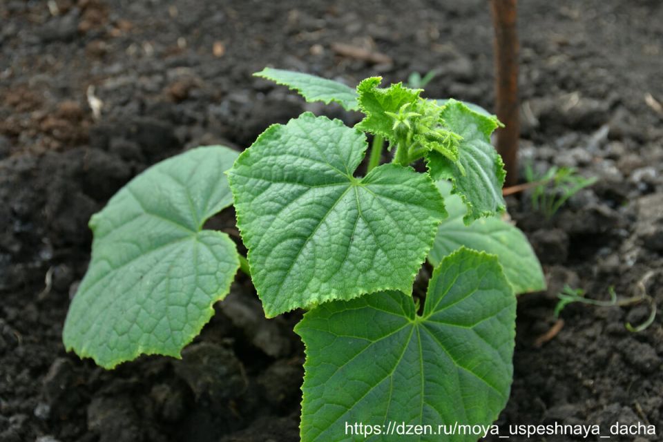 ��� ��������� ������� ������� �������: ������� ������