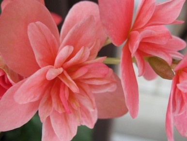 �������: ������� �������, ����� ��� �������� ������