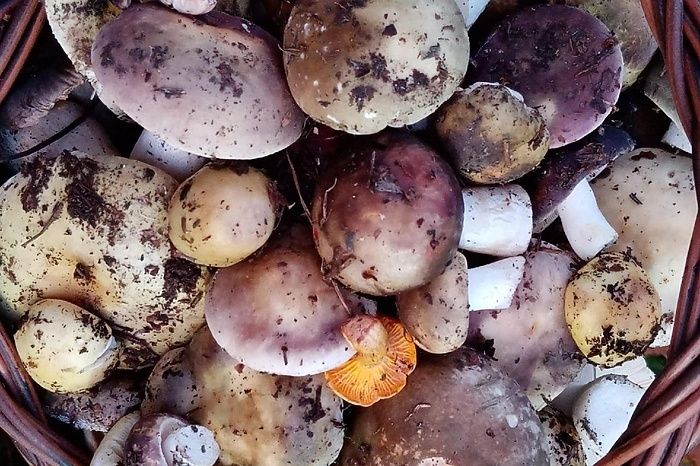 Свердловчане продолжают грибную охоту в конце октября