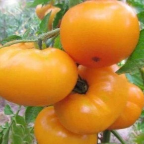 ������ ������ �������� ������: ��������� ����� ��� ������ �������