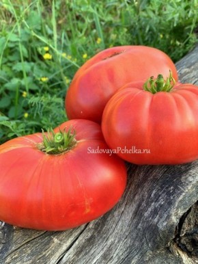 ����� ���� �������: ���������� ���� ��� ��������� ��������