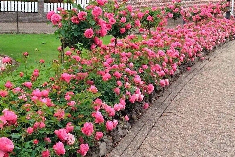 ����� �� �������: �������� � ������ � ����� �������