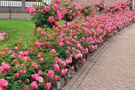 ����� �� �������: �������� � ������ � ����� �������