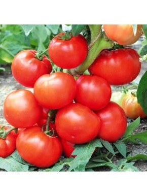 ����� ������ �����: ������� ����������� ������ � ����������� ������������