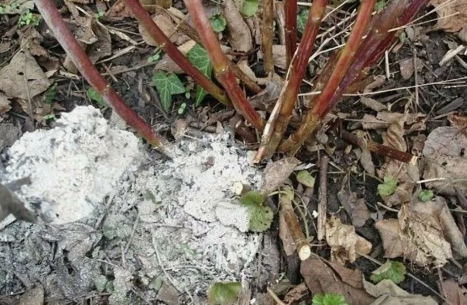 ��� ������� ��������� ����� �������� ���� ���������