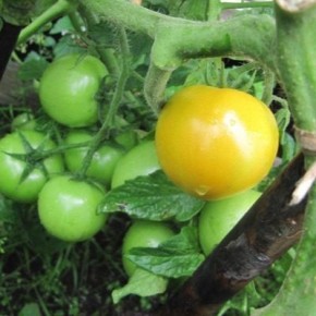 ����� ��������� �������: ���� ���� � ������ �����