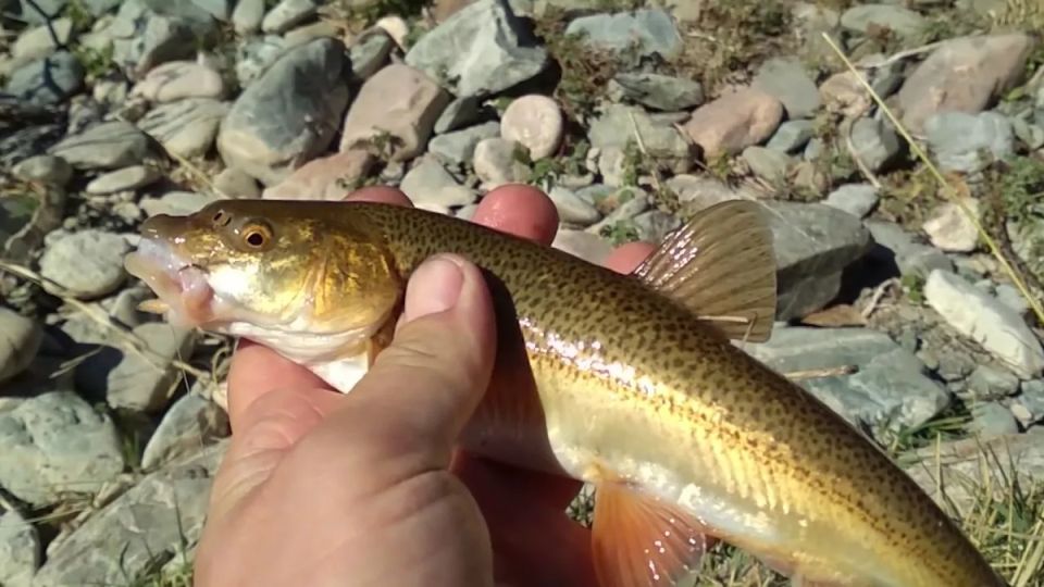 ������� ������� ����������: ����� ���� ����� ��������