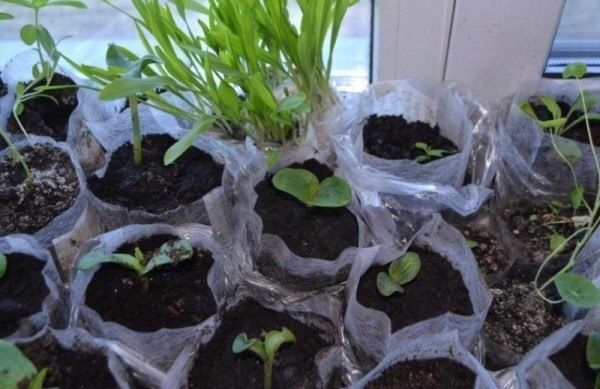 ����������� ������� � ������ ���������: ���������� ������ ��� ��������� ����