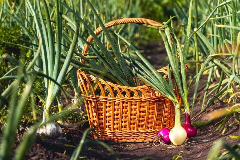 ��������� ��������� ����������: ��� ������ ����� ���� ��� �������� ������