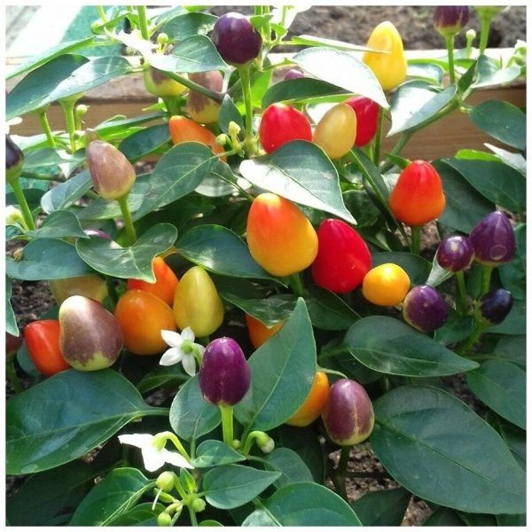 ������� ����: ��� ���� ������� ����� �������� ������ �����������