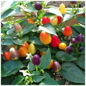 ������� ����: ��� ���� ������� ����� �������� ������ �����������