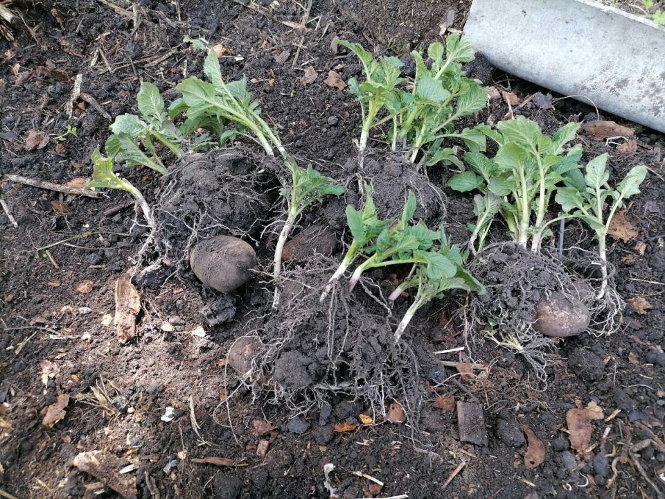 ������ ���������: ���������� ������������� � ����������