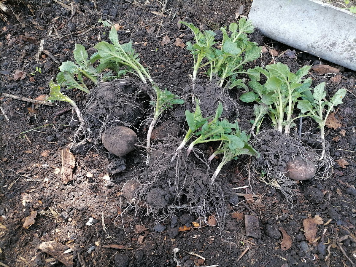 Озимый картофель: результаты экспериментов с пересадкой