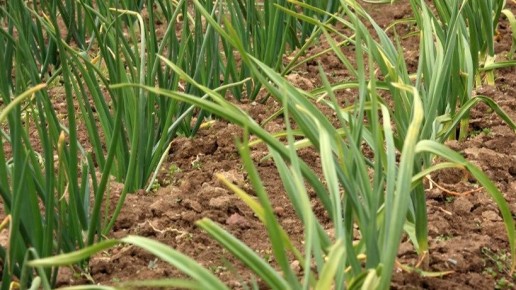 ����� �������� ���: ������ �� ������� � ����������� �����������