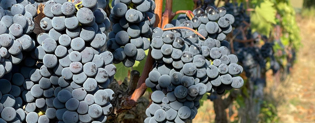 Лагрейн: Погружение в мир редких винных сортов