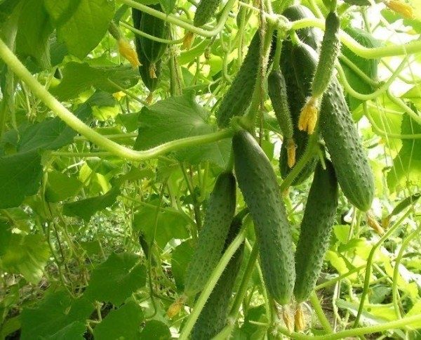 ������ ����� F1: ������� �������� � ������� ��� ��������� �����