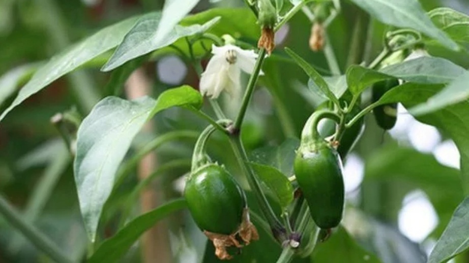 Как обрезка перца в июле меняет урожай до октября