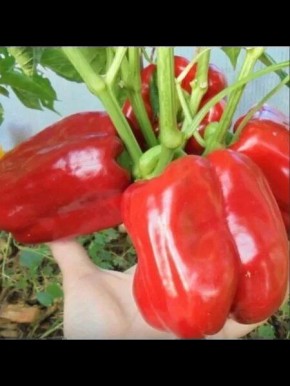 Перец Гигант красный: как вырастить идеальный урожай