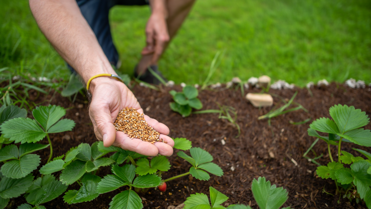 Как увеличить урожай клубники с помощью сидератов: простой секрет дерзких садоводов