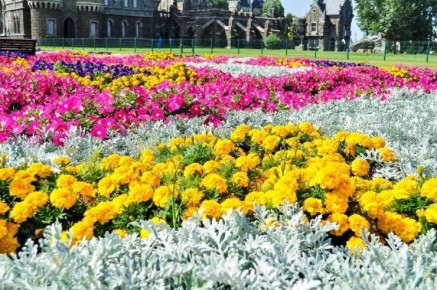 Цинерария: очарование, доступное каждому