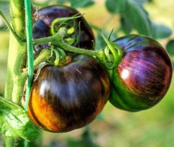 Томат 'Космическое затмение': как вырастить экзотическую красоту на грядке