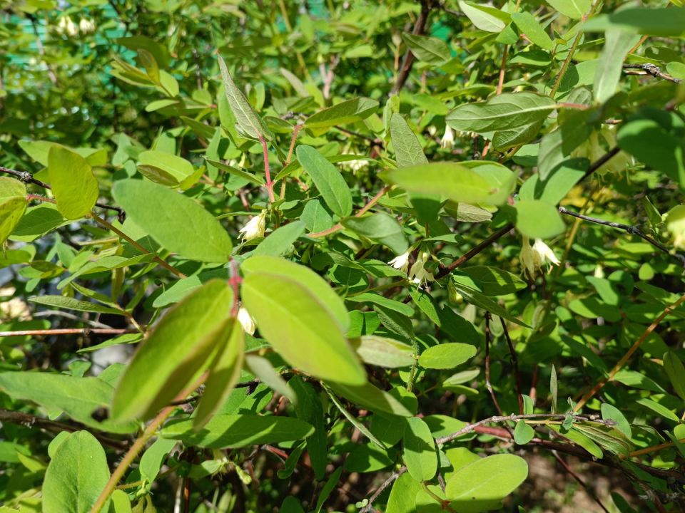 ��� ��������� ��� ������������ ��������� ��� �� ���������: ������ �� ������ ��������