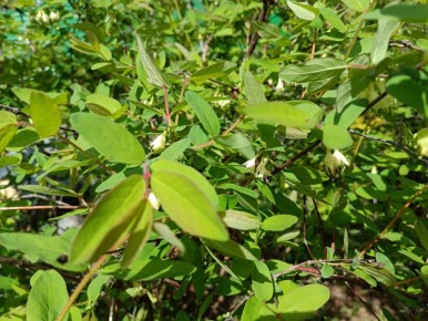 ��� ��������� ��� ������������ ��������� ��� �� ���������: ������ �� ������ ��������